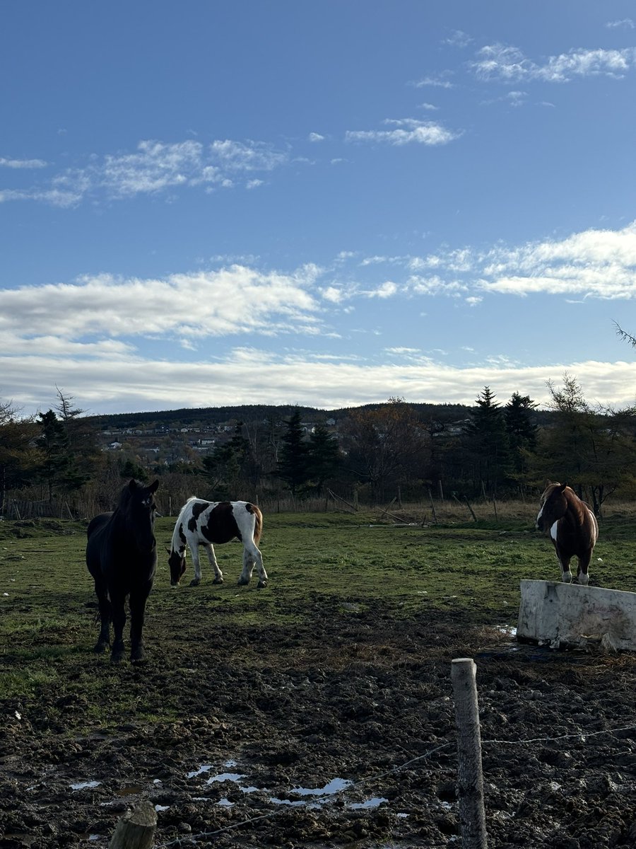 MsMulrooney's tweet photo. We had so much fun at the farm this morning! We learned about the importance of farming, bees, and of course we got to feed the animals! 🐮 🐷 🐐 🎃 🌽 @stmaryselem https://t.co/7VxLhNtWlS