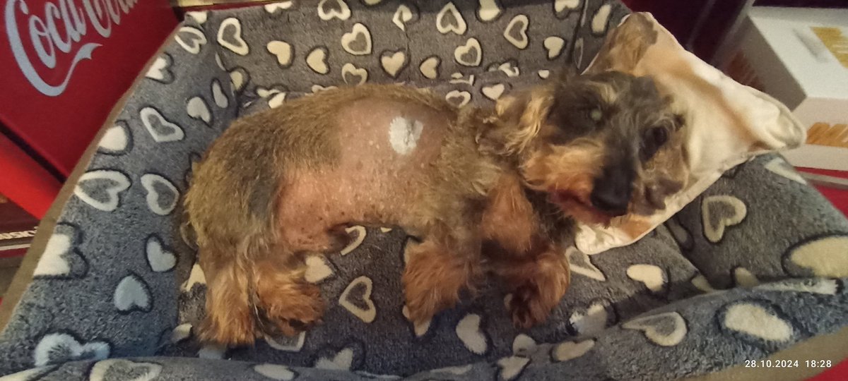 huhnerfee's tweet photo. He is home!!! Given as Timmy - back as Halloweenie! 😱Frankenstein dog! ( 😱🥹😫😂😭)Thank you all! I know you were shaking,praying with me!🙏
My emotions are on a rollercoaster!
#TeamTimmy
#TimmyYouCanBeatThis
#FuckCancer https://t.co/dM2fLbmSe0