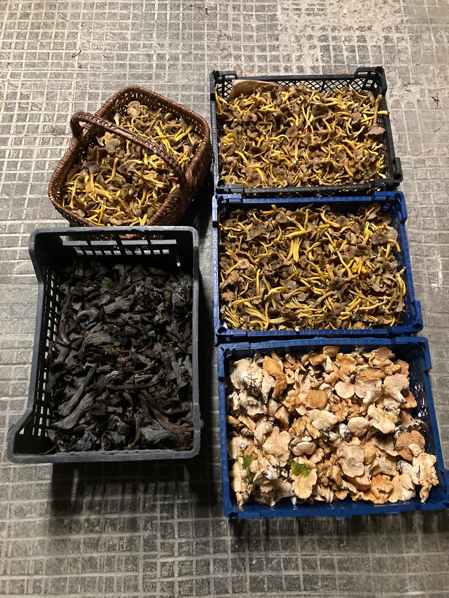 Down time is good. Sometimes you just need to go far into the forest and pick mushrooms. There were lots!