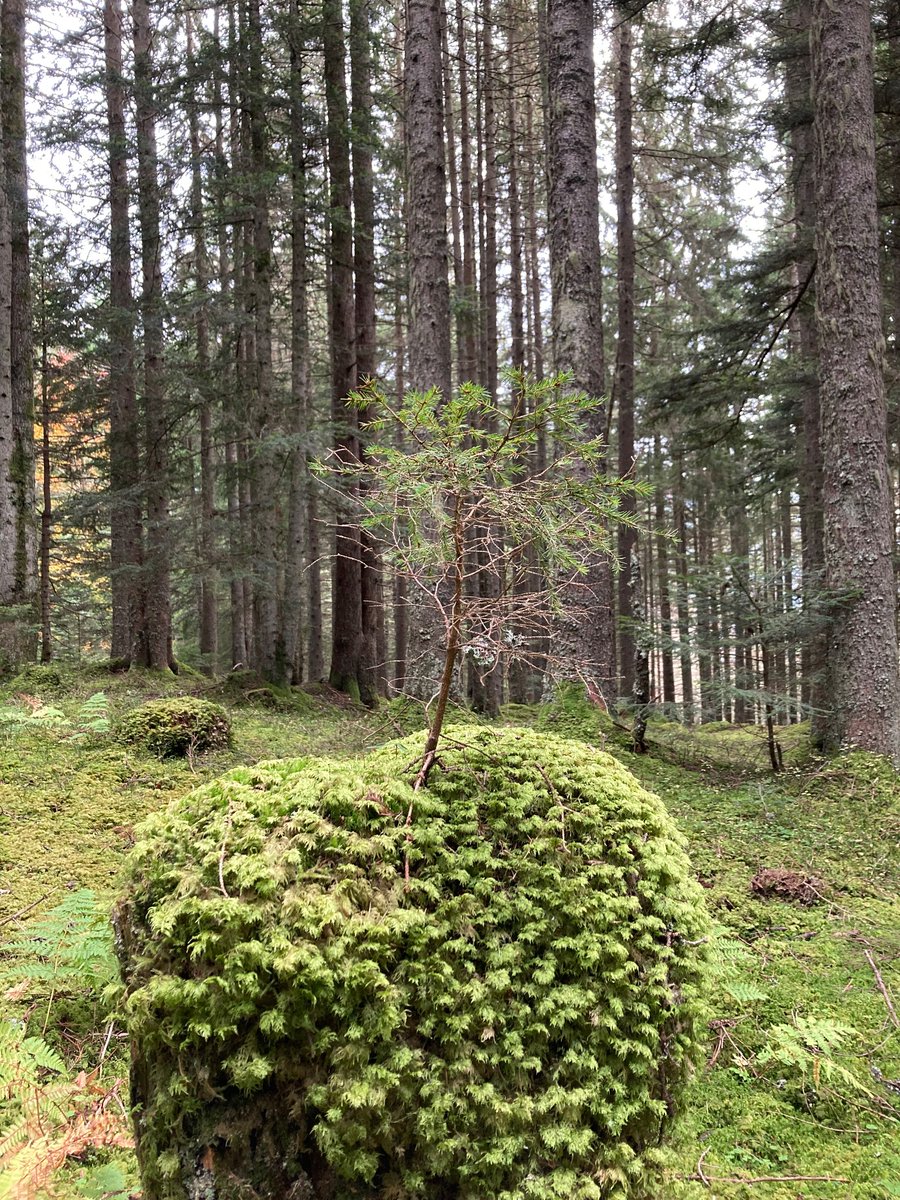 Rochelle Ackerley, @rochelleackerley.bsky.social tweet media