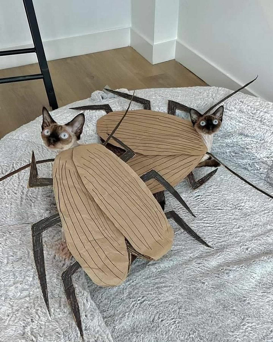 WeAssessCats's tweet photo. 🪳 https://t.co/OdTAumkEJB