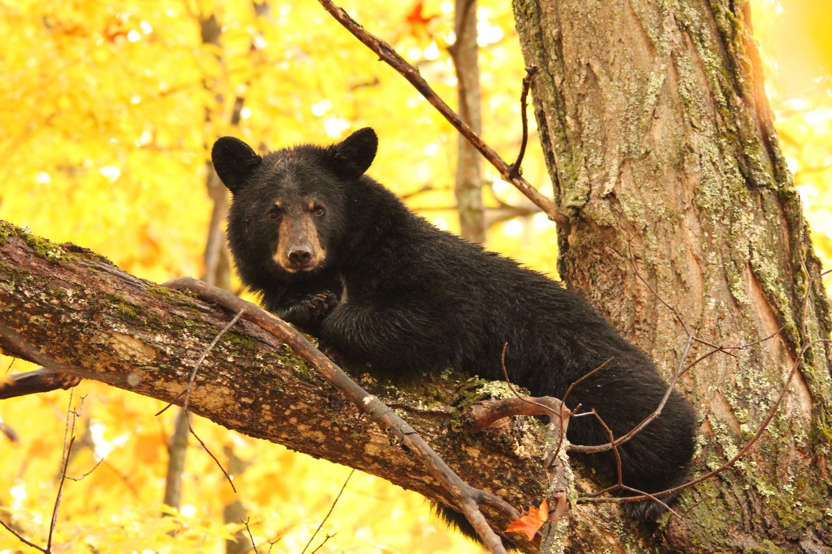The way #BlackBears can just go to sleep and wake up months later no worse for wear is one of nature’s truly amazing feats. 

To top this off, adult female bears give birth in the den and nurse their babies — all without eating!

🐻 Learn more: bit.ly/3eIzOu7