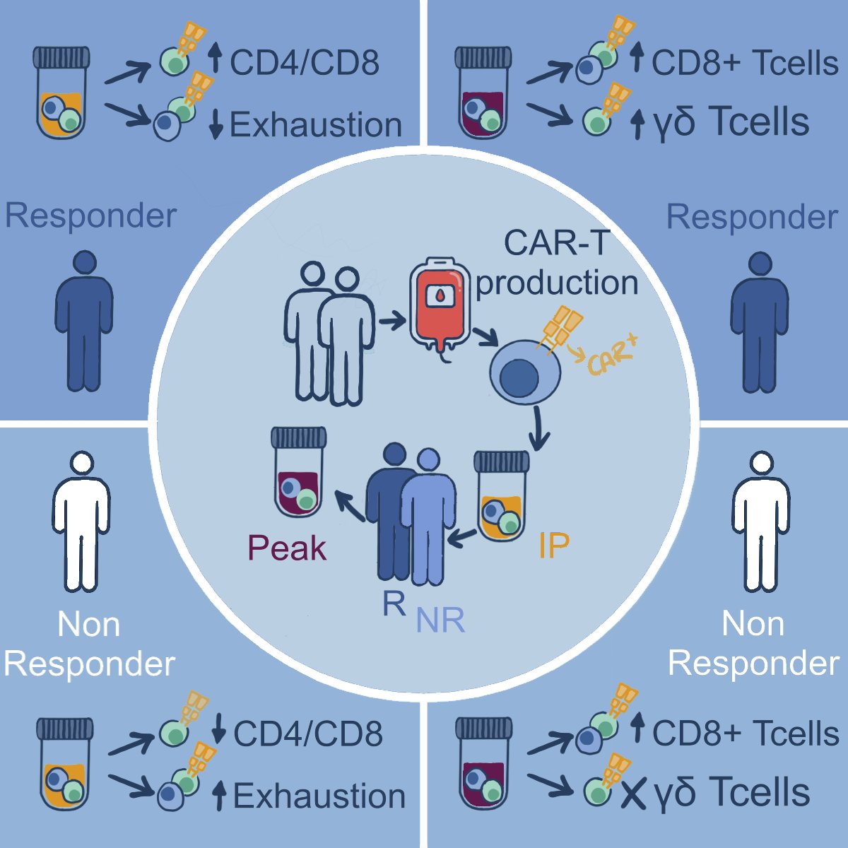 Elisabetta Mereu 🇺🇦 (@eli_mereu) on Twitter photo 🚀 New research alert! Dive into the single-cell multi-omics of CD19-CAR+ and CAR- T cells! A promising step in #CARTcell therapy for better outcomes! Led by <a href="/MerGuMu/">Mercedes Guerrero</a>, <a href="/rill_aina/">Aina Rill</a> & <a href="/trincadojl/">trincadojl</a> from <a href="/Menendez_Lab/">Menendez Lab</a> and my lab! Enjoy! cell.com/action/showPdf… 🚀 New research alert! Dive into the single-cell multi-omics of CD19-CAR+ and CAR- T cells! A promising step in #CARTcell therapy for better outcomes! Led by <a href="/MerGuMu/">Mercedes Guerrero</a>, <a href="/rill_aina/">Aina Rill</a> & <a href="/trincadojl/">trincadojl</a> from <a href="/Menendez_Lab/">Menendez Lab</a> and my lab! Enjoy! cell.com/action/showPdf…