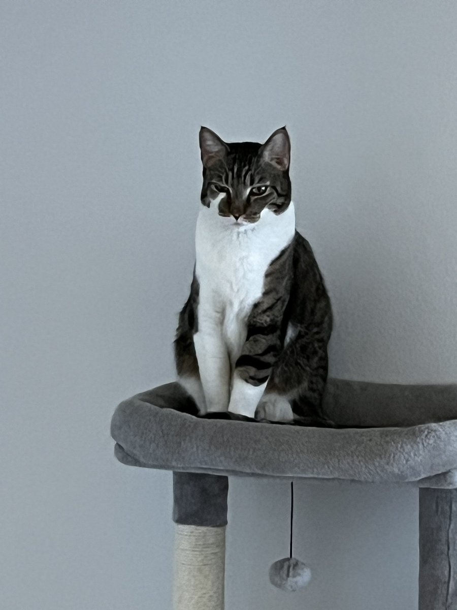 The glare when I put on shoes because it means I’m leaving