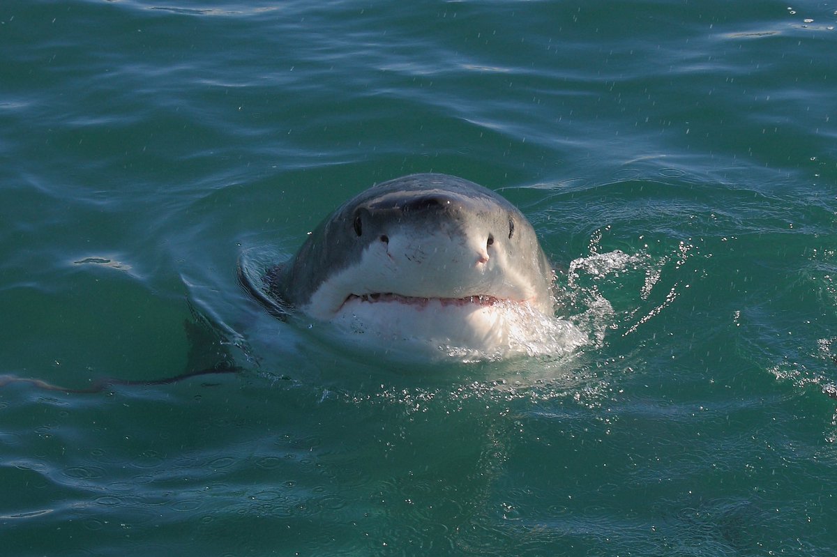 SharkiesOTD's tweet photo. ♡ Sillies https://t.co/nWWvMjPlBQ