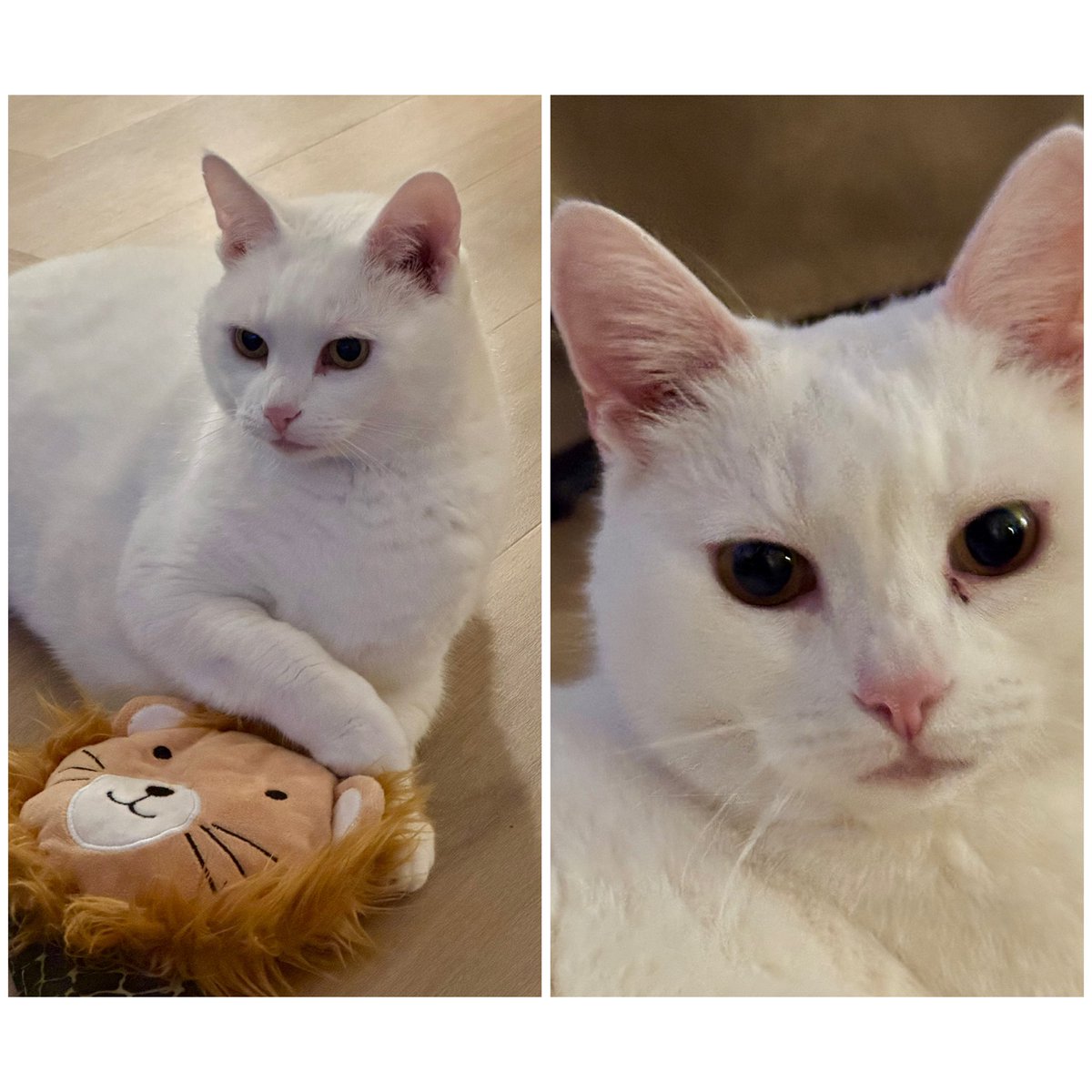 Het was kort maar krachtig met de dames Floor en Noor, maar ik ga jullie vast wel weer zien! #kattenoppas