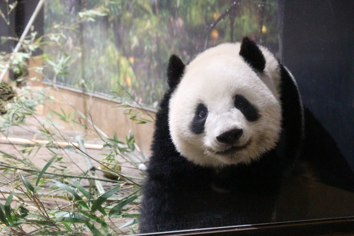 ma2panda's tweet photo. ブヒ🐽

#松坂屋上野店みんなのパンダ写真展
#シャオシャオ #暁暁 #上野動物園 https://t.co/m1utM9NbEd