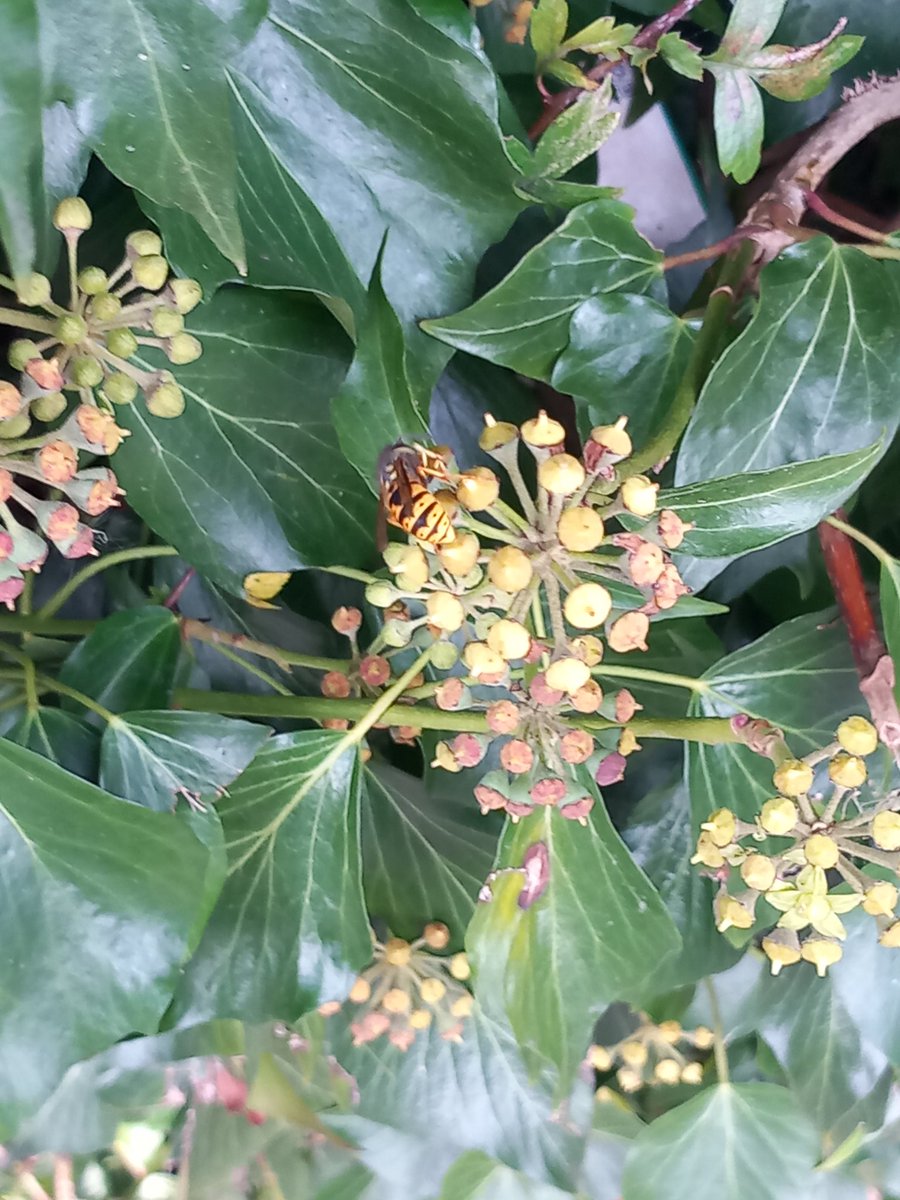 Berries forming on Ivy. Popular with wasps...
