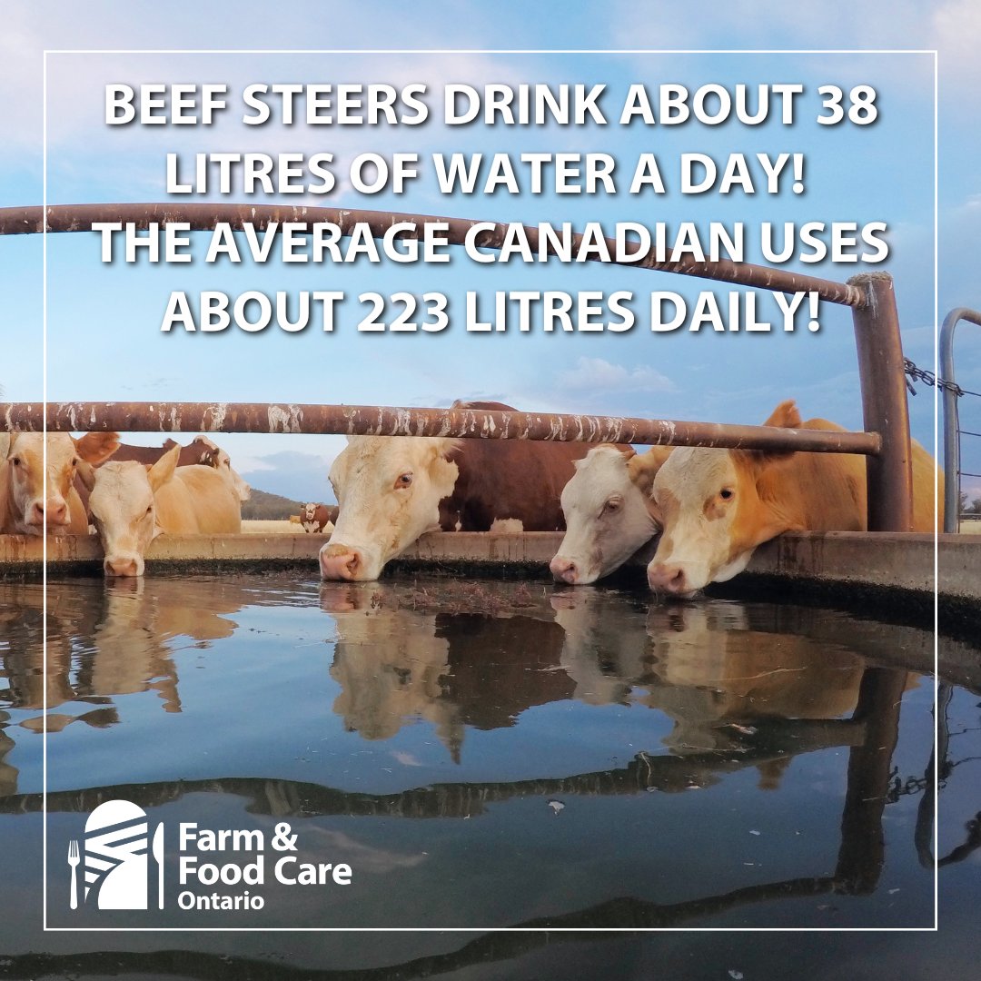 Did you know that beef steers only drink about 38 litres of water a day? In comparison, the average person in Canada uses about 223 litres daily for consumption and hygiene. Beef cattle require adequate hydration; water is essential for their growth and overall health.