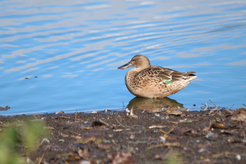ducanada's tweet photo. #FallMigration is underway. Pictured are some recent observations logged in our #DUCMigrationTracker project on @inaturalist.
📷 1: Northern shoveler © sammactavish 📷 2: Greater yellowlegs © Addy
📷 3: Dark-eyed junco © Gary James 📷 4: Redhead © Justin https://t.co/AhrmjatMP0