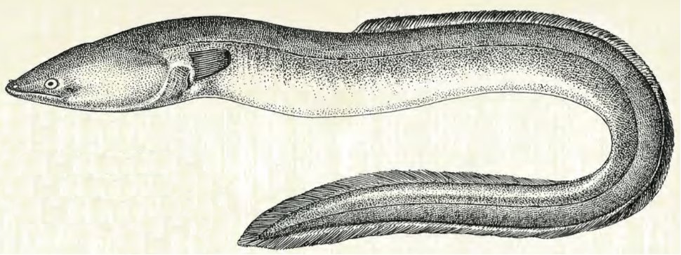 Sustainable Eel Group (@eelgroup) on Twitter photo The European eel stock is low. In 2007, the EU adopted the Eel Regulation to recover the stock, but progress is faltering. The Sustainable Eel Group now presents Recommendations outlining how to proceed. #EelDeal2030 #AgriFish <a href="/EUCouncil/">EU Council</a> @ICES_ASC <a href="/EU_MARE/">EU Maritime & Fish</a> <a href="/hjaruissen/">Bert-Jan Ruissen (SGP EP)</a> <a href="/EU_ENV/">EU Environment</a> The European eel stock is low. In 2007, the EU adopted the Eel Regulation to recover the stock, but progress is faltering. The Sustainable Eel Group now presents Recommendations outlining how to proceed. #EelDeal2030 #AgriFish <a href="/EUCouncil/">EU Council</a> @ICES_ASC <a href="/EU_MARE/">EU Maritime & Fish</a> <a href="/hjaruissen/">Bert-Jan Ruissen (SGP EP)</a> <a href="/EU_ENV/">EU Environment</a>