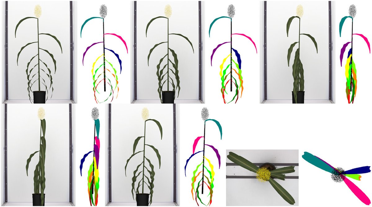 The Plant Phenome Journal (@plantphenomej) on Twitter photo A recent <a href="/plantphenomej/">The Plant Phenome Journal</a> study develops a neural network for leaf segmentation in sorghum using photorealistic 3D models. Achieves 90% accurate leaf counting & a mean IoU score of 0.51! 📊 #DeepLearning More details: acsess.onlinelibrary.wiley.com/doi/full/10.10… <a href="/szintri/">James Schnable</a> A recent <a href="/plantphenomej/">The Plant Phenome Journal</a> study develops a neural network for leaf segmentation in sorghum using photorealistic 3D models. Achieves 90% accurate leaf counting & a mean IoU score of 0.51! 📊 #DeepLearning More details: acsess.onlinelibrary.wiley.com/doi/full/10.10… <a href="/szintri/">James Schnable</a>