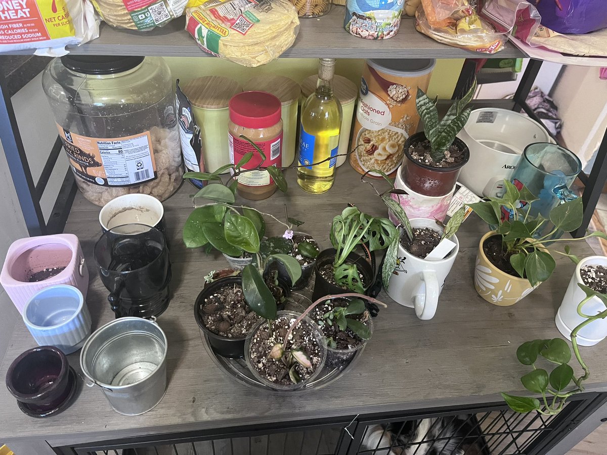 vanasaurusrex's tweet image. Watering day for my 30+ plants is always a fun day. (Only fraction is shown)