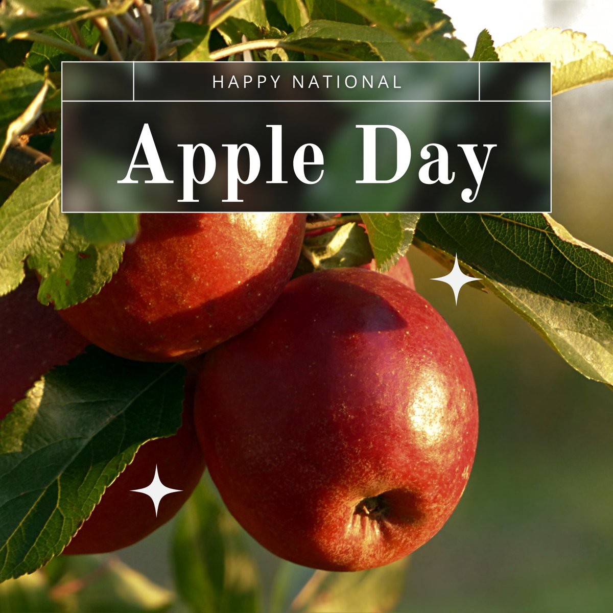 MontagueMiller's tweet photo. 🍏 Happy Apple Day! 🍎

What’s your favorite apple dish? Let us know in the comments below! 👇✨

#AppleDay #MontagueMiller #LocalFlavors #CommunityFirst #FallVibes #AppleDishes #AppleOrchard #FallFlavors https://t.co/eHWhV2ENn7