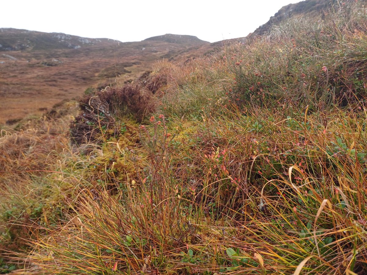 Another in my series of photos of bog vegetation on sloping ground. This is NVC M19 in the Highlands.