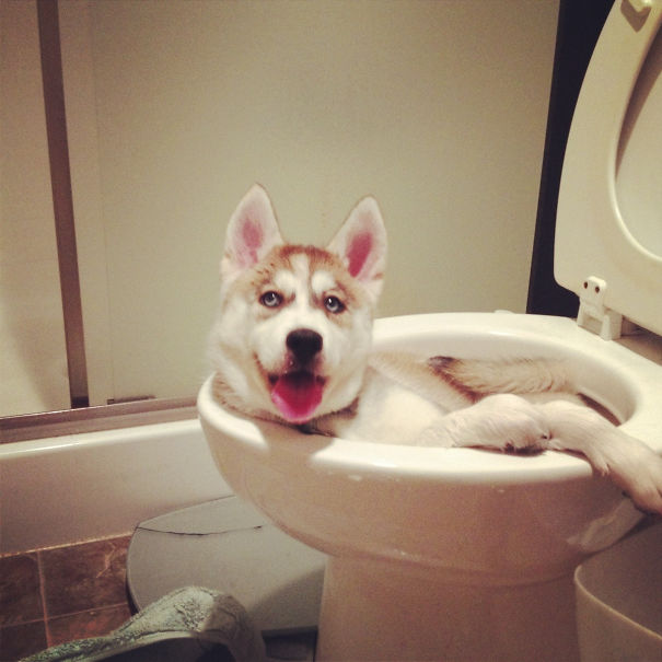 hashtagdogcoin's tweet photo. Silly #dog https://t.co/xN8lY9p1Dx