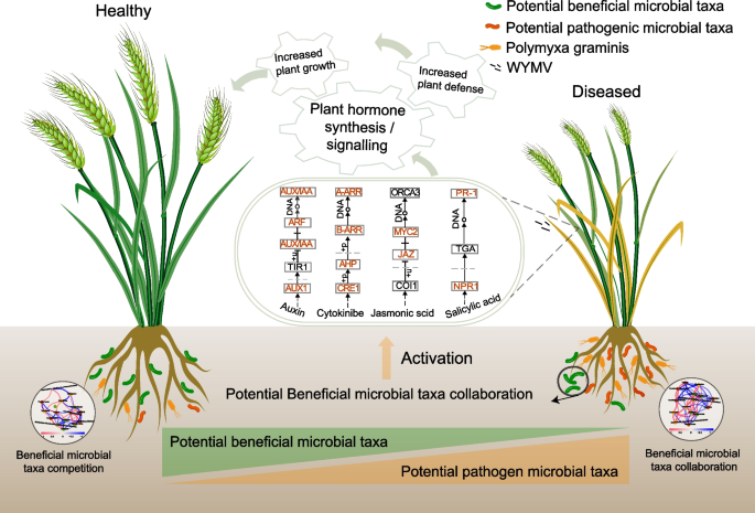 MicrobiomeJ's tweet photo. In #Microbiome
🔎Identifying #microbial taxa that suppress wheat yellow mosaic virus & boost #WheatYield
📢Revealing the critical role of the rhizosphere microbiome in combating soil-borne viral diseases
👉https://t.co/GxTFRA0yVj https://t.co/DnagebK3wr