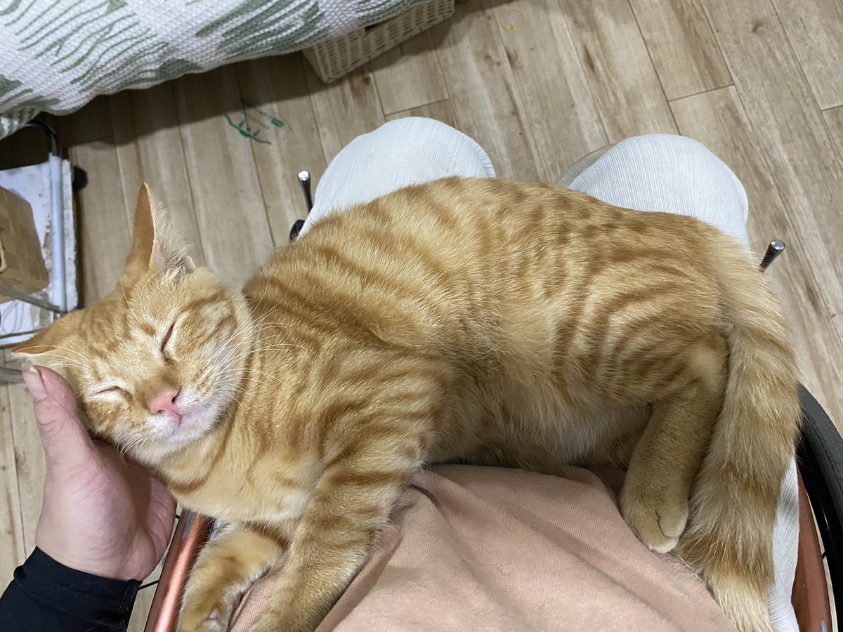 sixjpjp's tweet image. 岐阜市島の辺りで茶トラ雄3ヶ月〜4ヶ月程度の子を保護しております。
お探しの方DMください！
そして拡散お願いします😭

 #拡散お願いいたします 
 #迷子猫