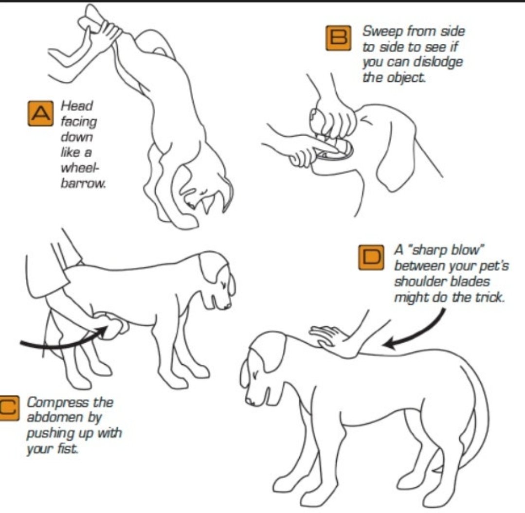 실시간 충격... 인생 첫 하임리히를 귀리한테 하게 될 줄 몰랐음. 저 최근 2년간 응급처치법 시험만 3번 본 사람이라 그 덕을 봄. 와 애매한 사이즈의 건조고구마 진짜 위험하구나 이자식 천천히 먹었어야지.

사람이랑 강아지 처치법이 좀 달라서 탐라 가나쥐 가족들도 기억해두라고 첨부.