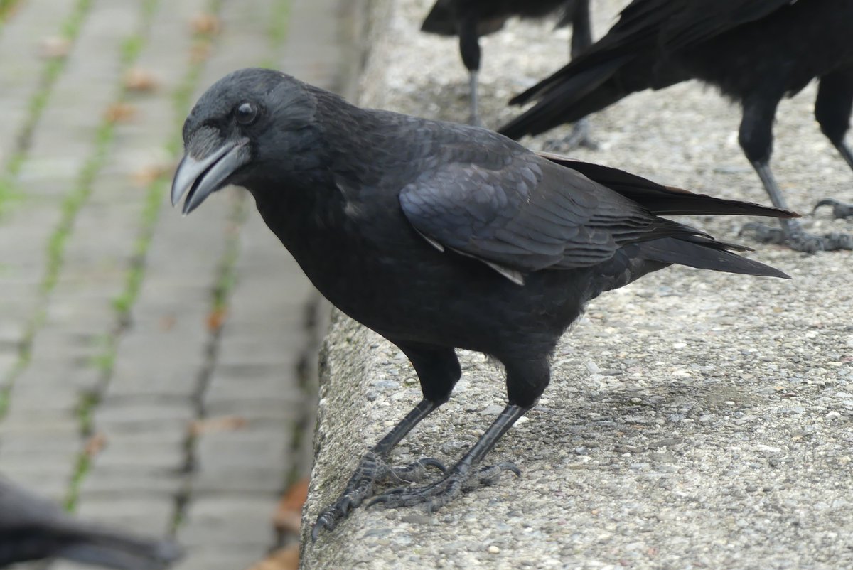 Can I just say, these dog biscuits are excellent