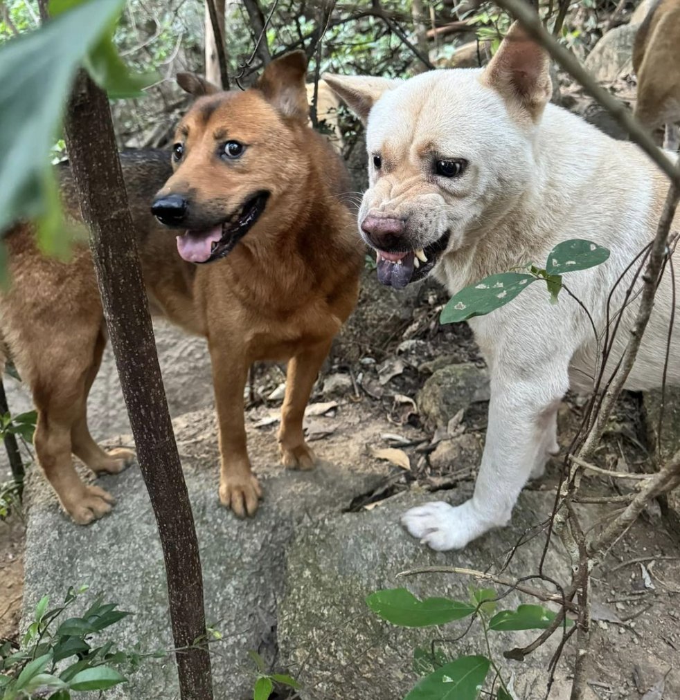 The moment I was helping stray dogs on the mountain as a volunteer, taking them down one by one for neutering. Giving these pups a better life and helping control the stray population:) Every small effort counts! #SAVEDOG  <a href="/btcdotfun/">BTC.Fun</a>
