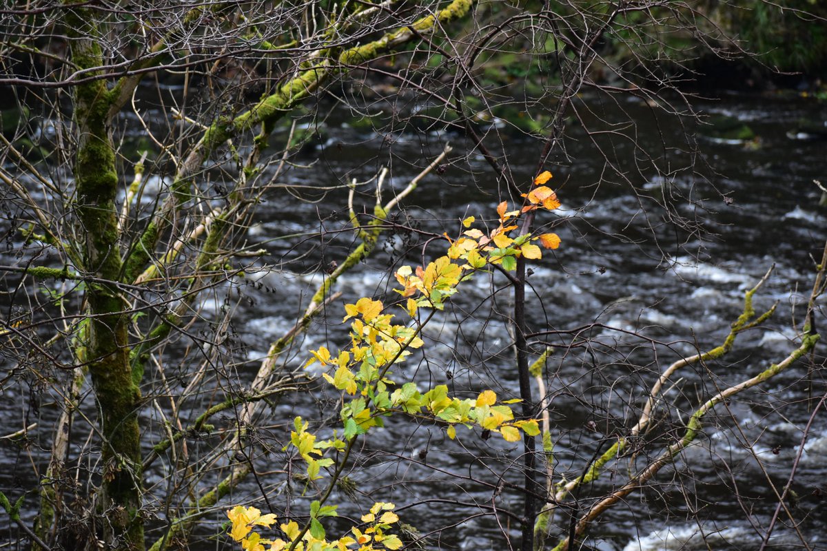 gasdoc2857's tweet image. Autumn in #NewLanark