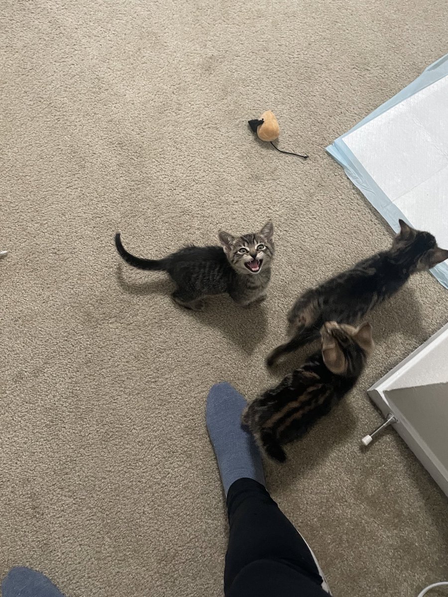 Friends of Bear Cat Rescue tweet media