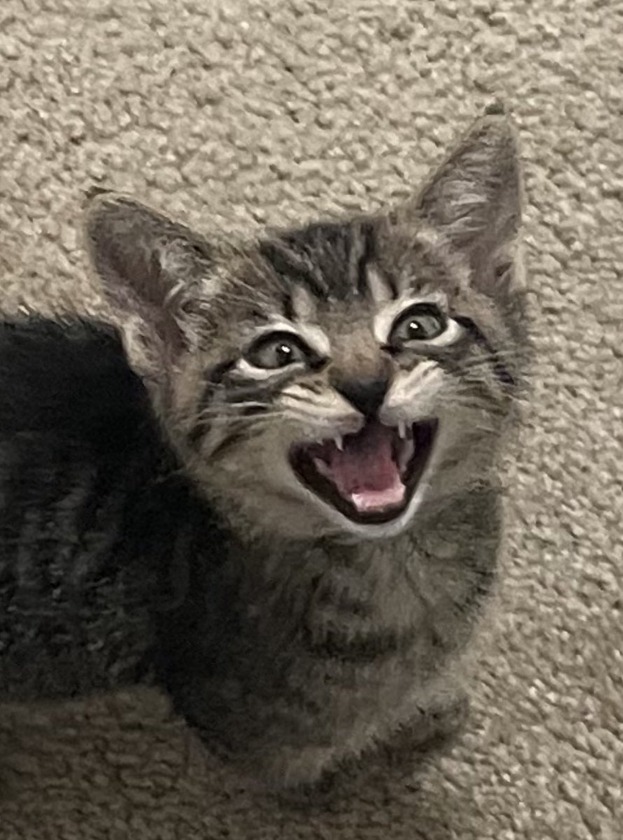 Friends of Bear Cat Rescue tweet media