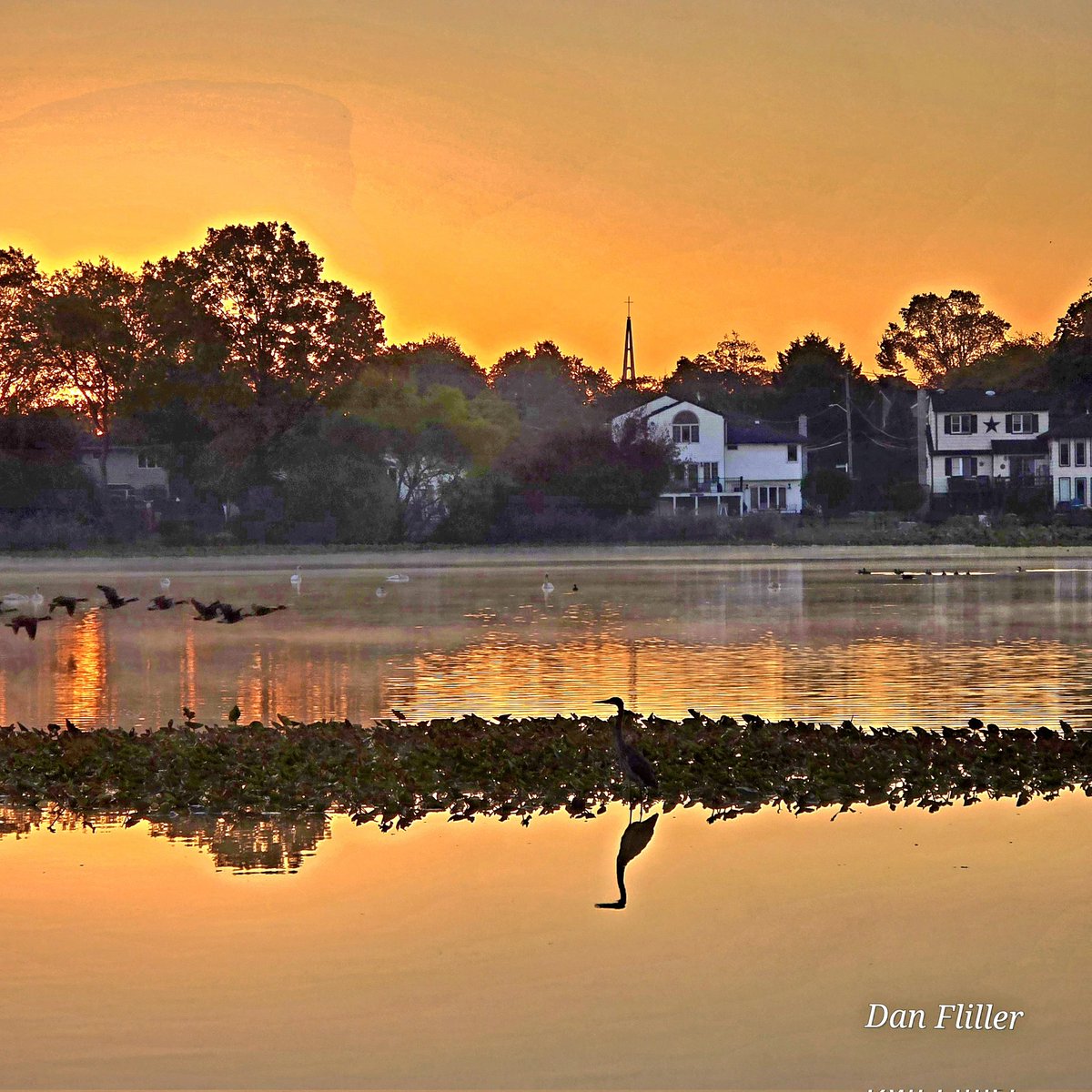 A Heron was hiding in the Lilly pads, but his reflection gave him away.