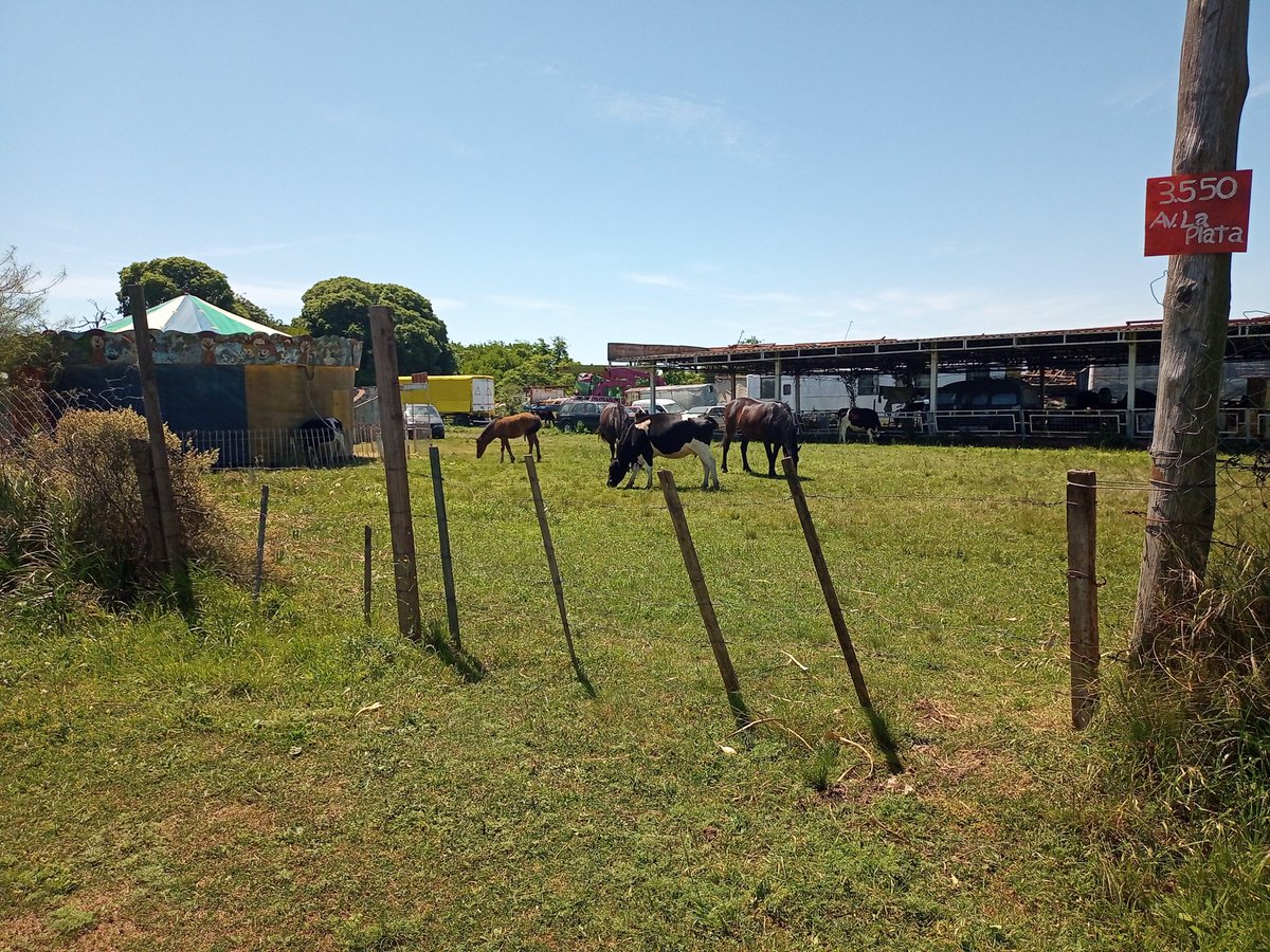 Vacas