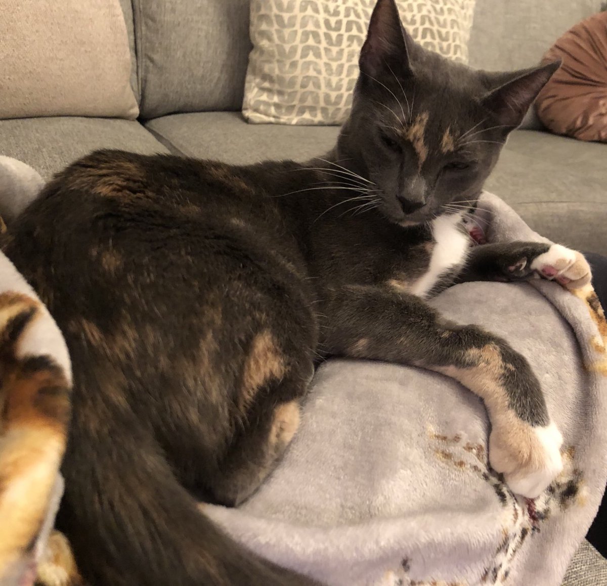 KittensCam's tweet photo. Look at #thinlizzie ruling the roost in her new home, like the queen that she is! 👑 🐾 https://t.co/qhEIqAw9U1
