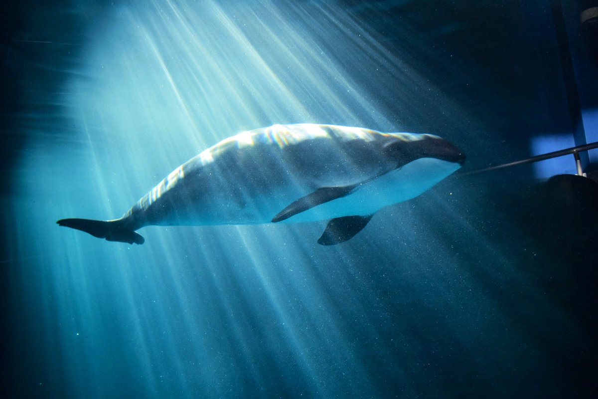 naamuuaamii's tweet image. 絶好のチャンスを狙う私と撮れた写真