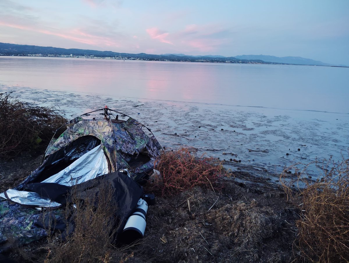 👉This picture was taken using our hide Hokki V3, in Ebro Delta, Spain by Lluc Semis.

Great egrett (Ardea alba) in the blue hour💙