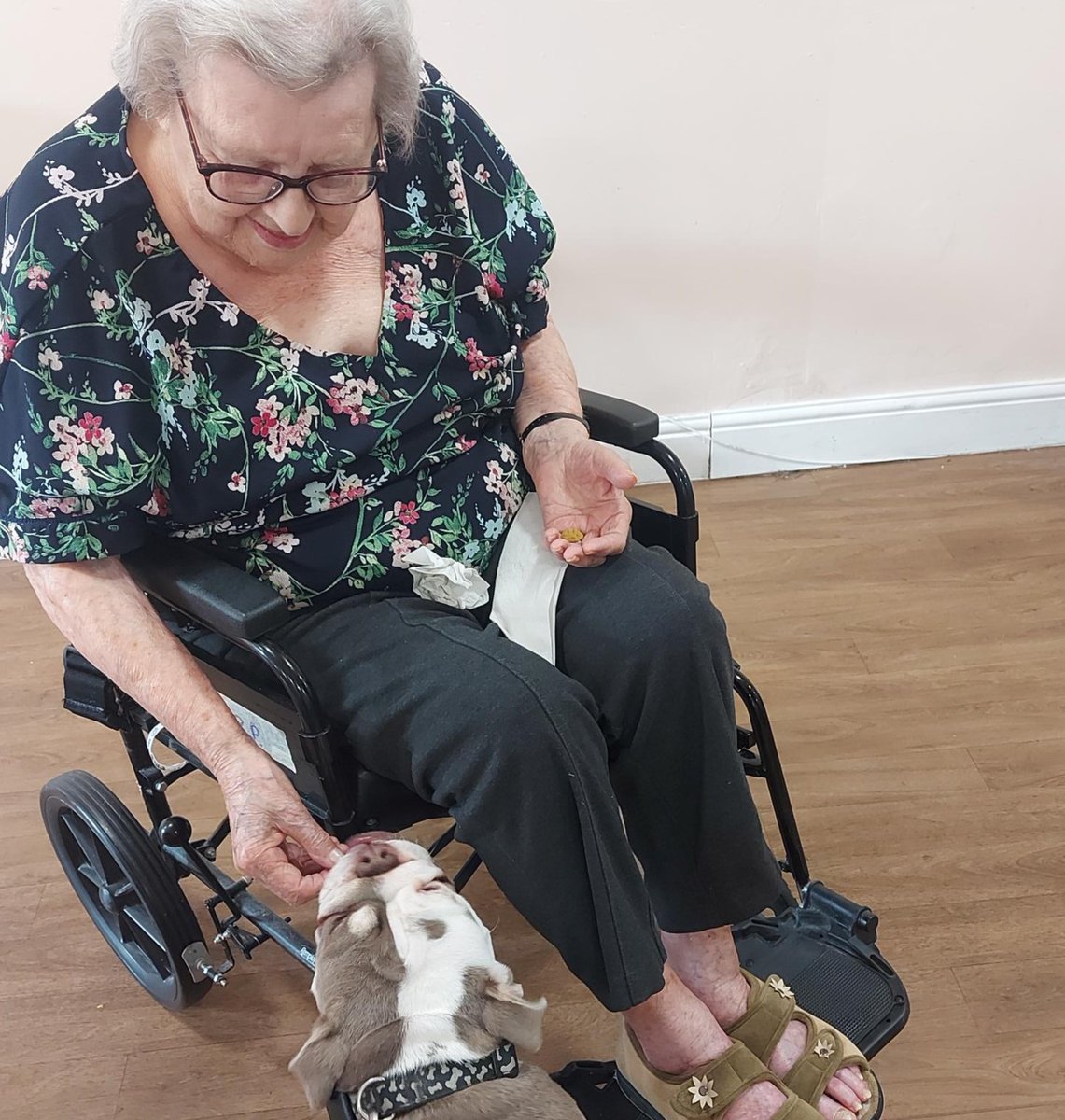 akaricare's tweet photo. We welcomed Arlo the English Bulldog who came to visit our residents for the day... lots of treats and waggy tails later it was wonderful to see how much everyone loved him 🐾 #wordsworthhouse #akaricare #Newcastle https://t.co/bdR6cW4txQ