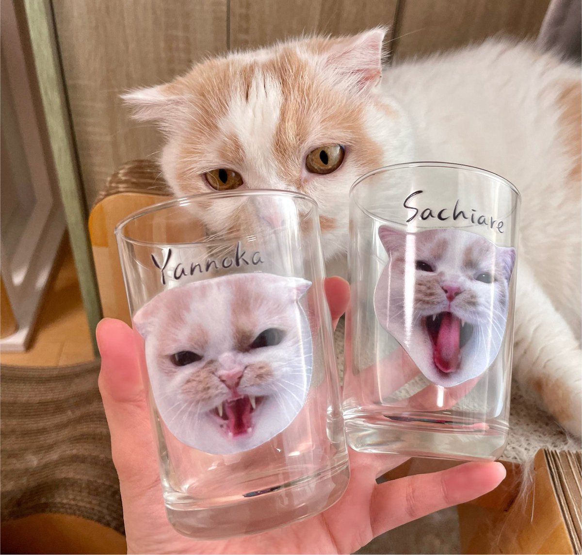 ホイップ@ねこ休み展 (@HOIPPU_0722) / Posts / X