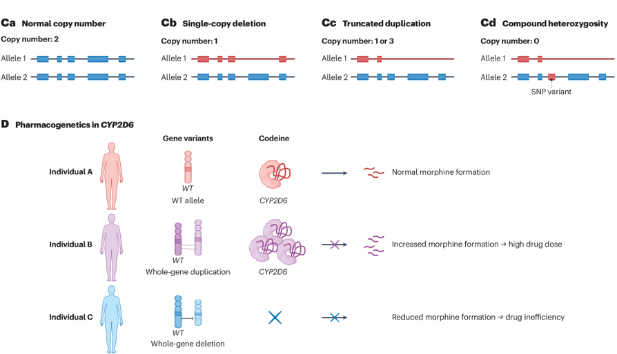 MariosGeorgakis's tweet photo. Some good recent review reads on genetics &amp; omics📚

👉adding CNVs to GWAS  https://t.co/7bpf2o20Hk
👉using different omics QTLs to detect causal variants/mechanisms https://t.co/pVJbtsO3Yr
👉genome-scale metabolic models https://t.co/p0dnm5bbMG https://t.co/FrVfH3O0DQ