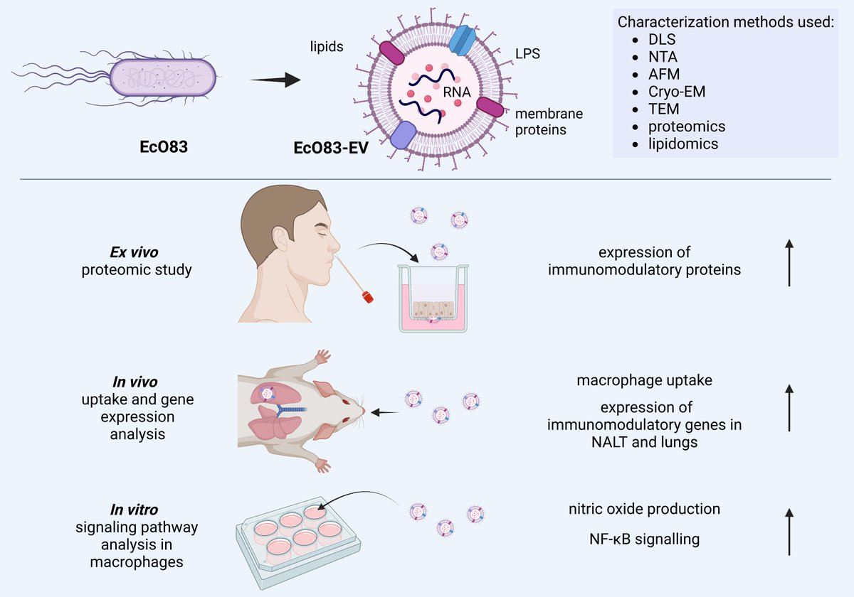 Agniesz02238154's tweet photo. And it is finally out! Our paper about probiotic #EVs was just published in the JEV @ISEV_Journals ! 

https://t.co/m5ymkVavuj

@IrmaSchabussova 
@MicrobiomelabPl https://t.co/Z6QreyF9Th