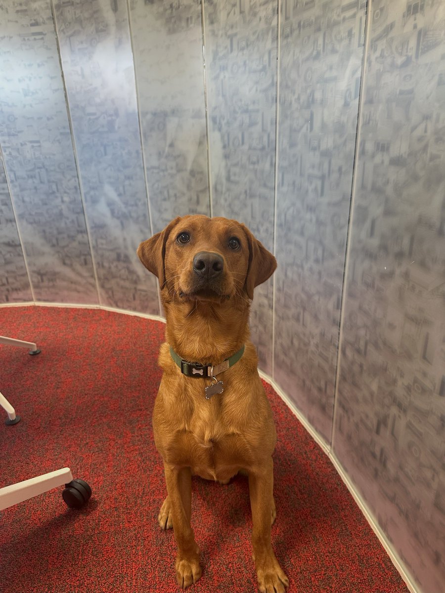 dsp_interiors's tweet photo. Meet Jax, our furry office mascot! 🐾 Jax has been keeping us company in the office and bringing lots of smiles to the team. Today he's overseeing our new office fit-out! Does your office have a furry supervisor? #OfficeDog #HappyOFfice #WorkplaceFun #OfficeFitout https://t.co/oCJIYcYGJc