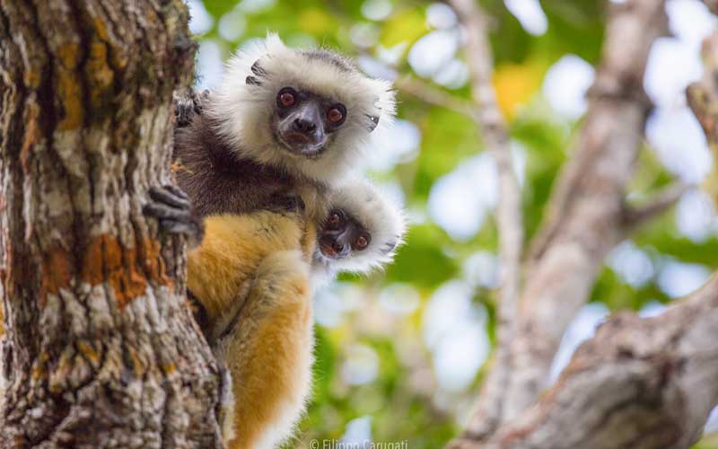 cinquewit's tweet image. PRIMATI
Espressioni facciali di lemuri e gibboni decodificate con l&apos;intelligenza artificiale
#TORINO - Grazie a tecniche di #deeplea...

Se il Social non permette l&apos;accesso diretto al giornale, utilizzare il link in BIO.

cinquewnews.blogspot.com/2024/10/espres…
#casoria #afragola #macchiagodena