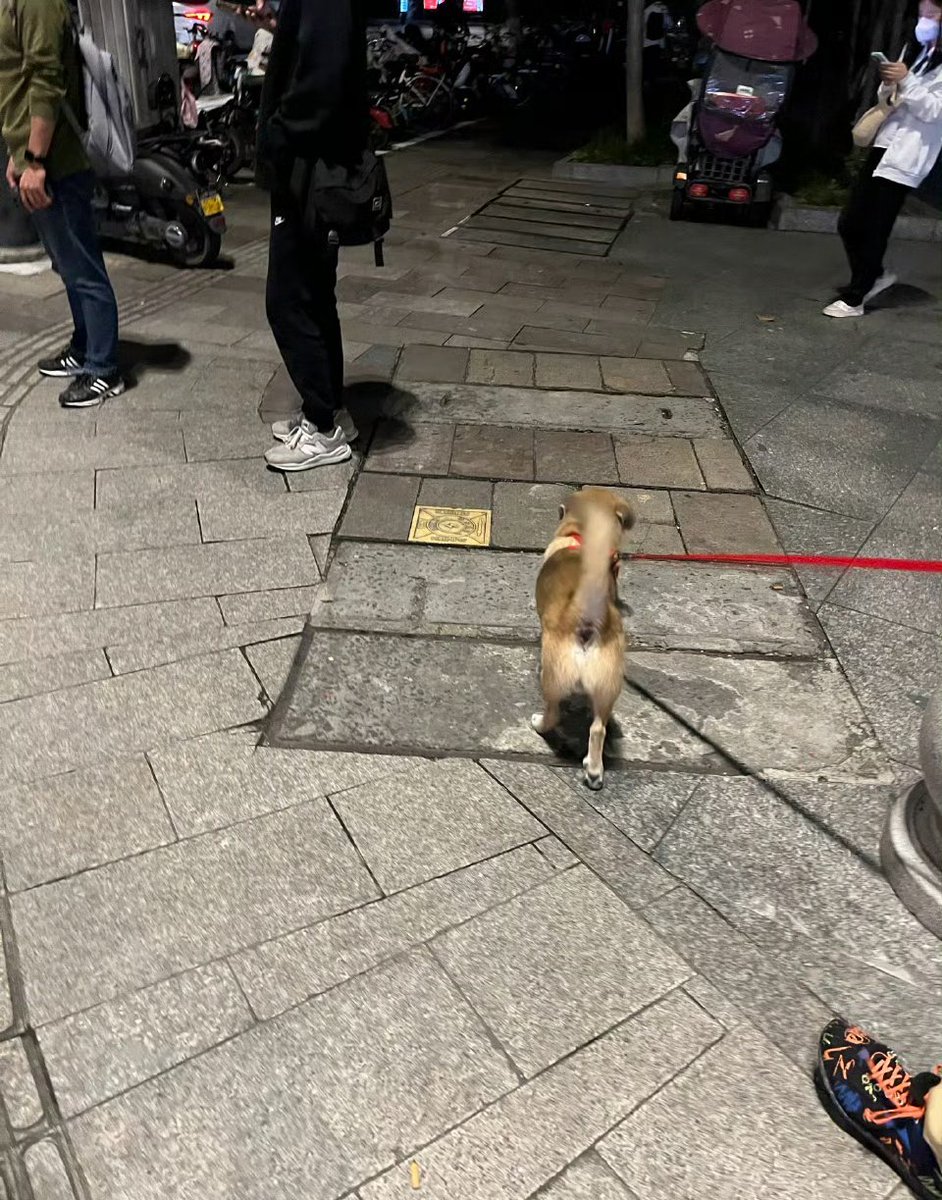 土汪和日本土汪一样，都有个精神而骄傲的皮燕子 https://t.co/St2FyW8W9X