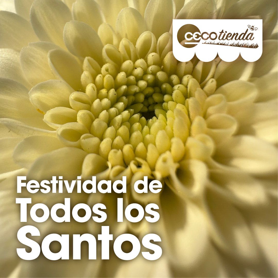 cecogainfo's tweet photo. En esta época del año las CECOtiendas se preparan para la festividad de Todos los Santos, llenándose de #crisantemos frescos y vibrantes.
Ofrecemos plantas en maceta en diversos tamaños y colores, listas para lucir en todo su esplendor cuando se acerque la fecha. https://t.co/agcxoaQ2XQ