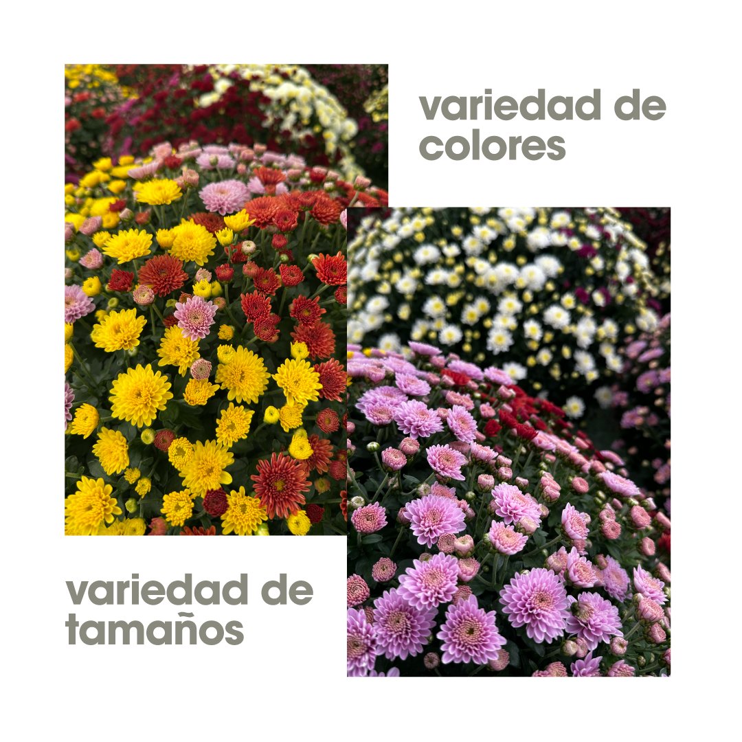 cecogainfo's tweet photo. En esta época del año las CECOtiendas se preparan para la festividad de Todos los Santos, llenándose de #crisantemos frescos y vibrantes.
Ofrecemos plantas en maceta en diversos tamaños y colores, listas para lucir en todo su esplendor cuando se acerque la fecha. https://t.co/agcxoaQ2XQ