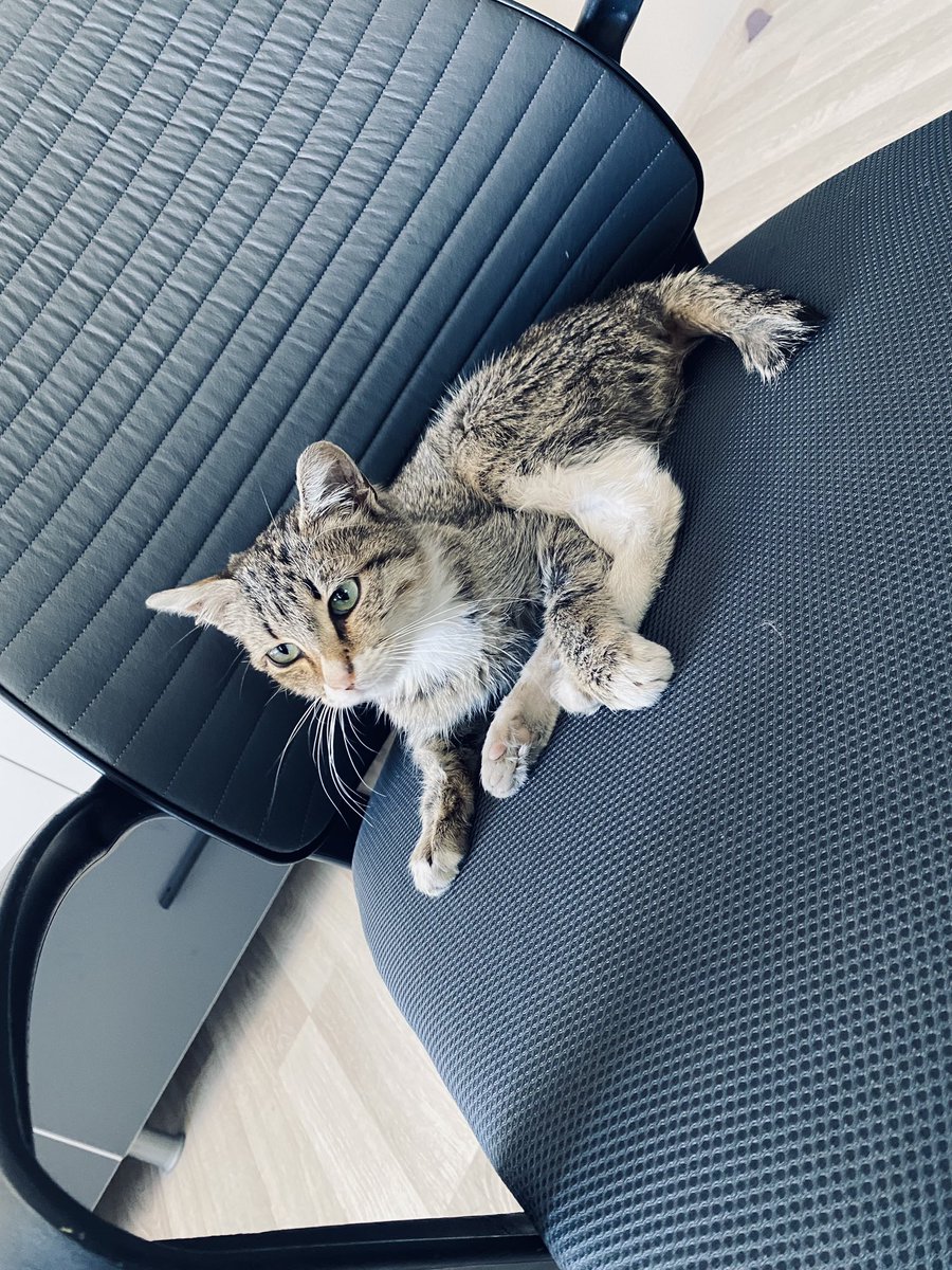 burcuorucozmen's tweet image. Pelitli barınaktan kaçabilen iki kedi var arkadaşlar 
İkisi de çok uysal, sahiplendirmek istiyoruz tekrar sokakta kalmaması adına etrafınızda var mı acaba sahiplenecek kişiler #sahiplen #pelitli #kedi