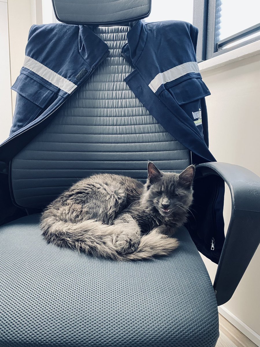 burcuorucozmen's tweet image. Pelitli barınaktan kaçabilen iki kedi var arkadaşlar 
İkisi de çok uysal, sahiplendirmek istiyoruz tekrar sokakta kalmaması adına etrafınızda var mı acaba sahiplenecek kişiler #sahiplen #pelitli #kedi