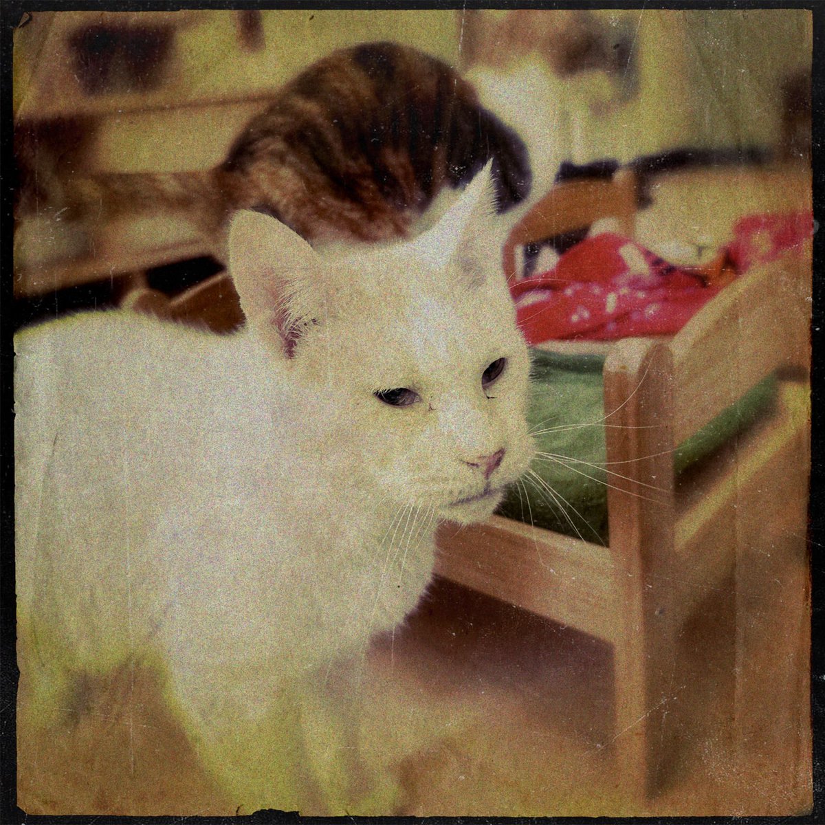obi_wan_eclipse's tweet photo. #Hipstamatic #Sergio #Standard #Hampline #猫式 #猫 #cat #ShotoniPhone #ねこ #保護猫 #猫カフェ https://t.co/v7bYF81HpO