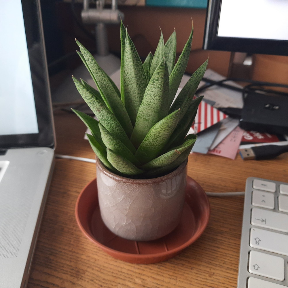 mʌɫˈtʰɪpəɹə tweet media