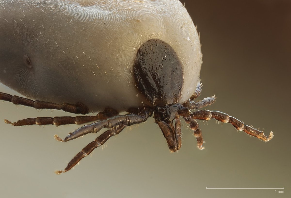 Dr Jamie Bojko 🐌🦀🦞🦐🦭🏳️🌈 (@jamiebojko) on Twitter photo New #PhD opportunity to explore the African Tick Virome!
<a href="/SANBI_ZA/">SA Biodiversity</a> in collaboration with <a href="/TeesUniSHLS/">@TeesUniSHLS</a> <a href="/TU_NHC/">National Horizons Centre</a> and <a href="/Rhodes_Uni/">Rhodes University</a> are offering a PhD scholarship based at #Rhodes University
Click this link, and submit your application before October 25th! sanbi.org/job/postgradua… New #PhD opportunity to explore the African Tick Virome!
<a href="/SANBI_ZA/">SA Biodiversity</a> in collaboration with <a href="/TeesUniSHLS/">@TeesUniSHLS</a> <a href="/TU_NHC/">National Horizons Centre</a> and <a href="/Rhodes_Uni/">Rhodes University</a> are offering a PhD scholarship based at #Rhodes University
Click this link, and submit your application before October 25th! sanbi.org/job/postgradua…