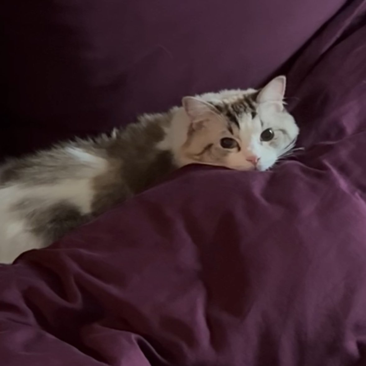jaemthink's tweet photo. the sequence of luna being caught >< shes so cute !!!! https://t.co/1L4Nw2kURo