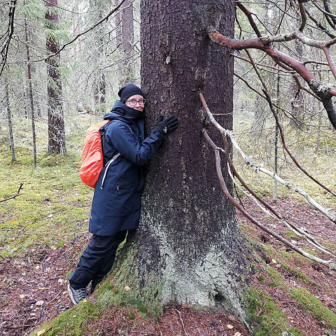 SeedLING_utu's tweet photo. @metsanpuolella @KoneenSaatio @luontoliitto 1️⃣Tutkijamme @SKuusalu tervehti yli satavuotiasta puuta Pirunvaarassa, jossa hakkuut uhkaavat mm. monimuotoisuuden kannalta tärkeitä alueita
2️⃣Lähimetsien tärkeyteen kantaa ottavassa esityksessä seurattiin muurahaisten touhuja 
3️⃣Yksi kohokohdista oli Kainuun metsäkiistat -esitys https://t.co/HMurjLOrZp
