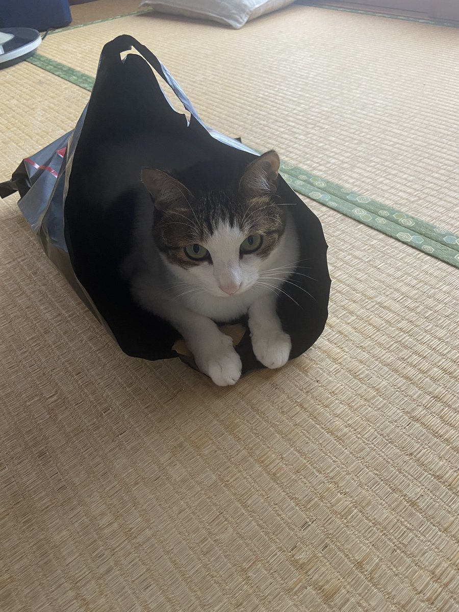 大好物！
買い物袋！！